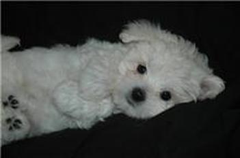 Yorkie Maltipoo Toy Poodle Morkie