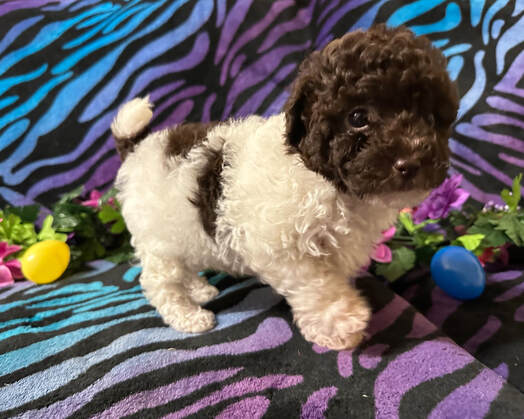 Toy Poodle Puppies For Near