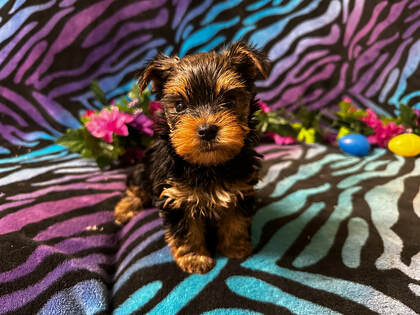 Pedigree yorkie puppies for sale hotsell