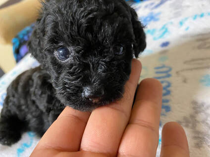 baby poodles for sale