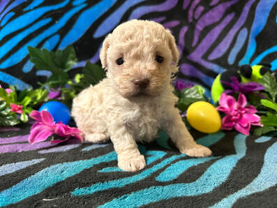 Toy Poodle Puppies For Near