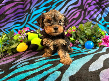 Yorkie Puppies For Sale Near Jacksonville and Gainesville